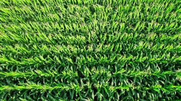 Aerial View of Corn Crops Field From Drone Point Of View video
