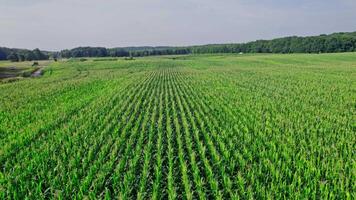 Aerial View of Corn Crops Field From Drone Point Of View video