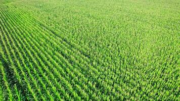 Beautiful summer landscape of a corn field video