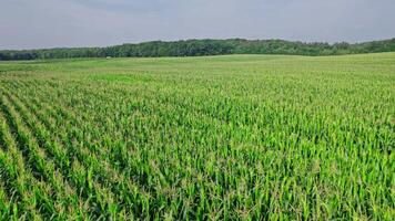 Drone flies over green agriculture corn field video