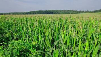 Beautiful summer landscape of a corn field video