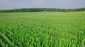 Beautiful summer landscape of a corn field video