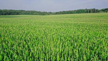 Aerial view of plantation green corn field video