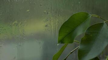Rain drops created a natural pattern video
