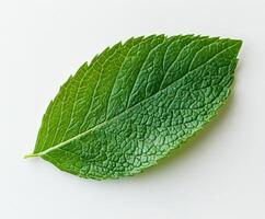 A fresh green leaf with intricate texture resting on a light surface in natural light photo