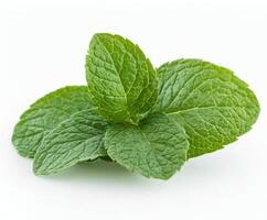 A fresh green leaf with intricate texture resting on a light surface in natural light photo