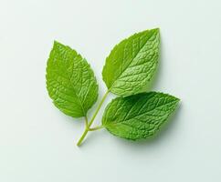 A fresh green leaf with intricate texture resting on a light surface in natural light photo