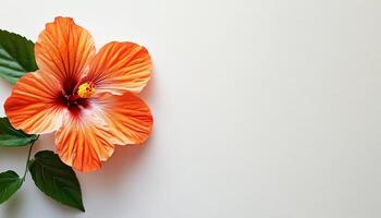 Vibrant orange hibiscus bloom with lush green leaves against a soft neutral background photo