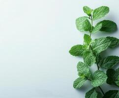 Fresh mint leaves arranged beautifully on a light background showcasing vibrant green hues photo
