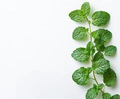 Fresh mint leaves arranged beautifully on a light background showcasing vibrant green hues photo