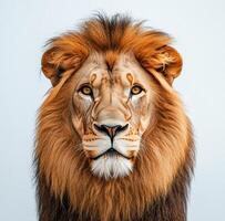Majestic lion gazing directly at the camera against a plain background during daylight photo