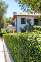 Neatly trimmed hedge bordering a driveway outside a modern house on a sunny day photo