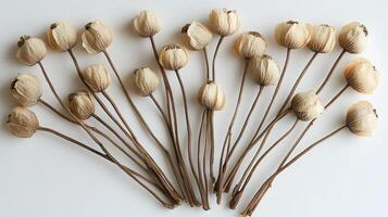 Dried poppy flowers arranged artistically on a white surface, showcasing their delicate details photo