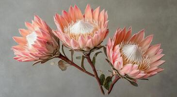 Beautiful protea flowers with soft pink petals displayed against a neutral background photo