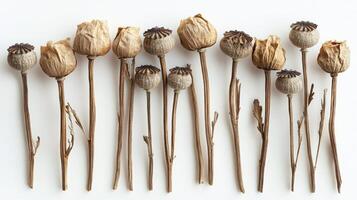 Dried poppy flowers arranged artistically on a white surface, showcasing their delicate details photo