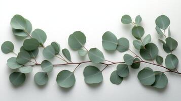 Fresh eucalyptus branch with rounded leaves resting against a plain background in natural light photo