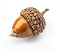 Close-up of a glossy brown acorn resting on a white background highlighting its natural details photo