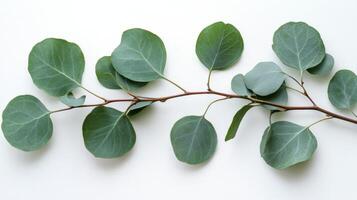 Fresh eucalyptus branch with rounded leaves resting against a plain background in natural light photo