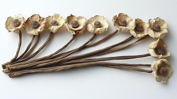 Dried poppy flowers arranged artistically on a white surface, showcasing their delicate details photo