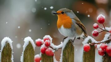 A charming robin perches on a snowy fence in a tranquil winter setting at sunset photo