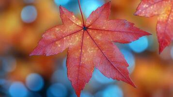 Vibrant red maple leaves illuminated by soft blue bokeh background in autumn daylight photo