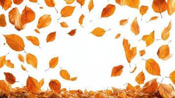 Colorful autumn leaves scattered across a white surface, showcasing shades of orange and brown photo