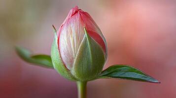 Soft pink flower bud against a neutral background showcasing delicate petals and green leaves photo