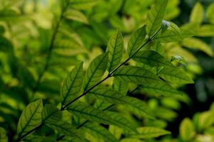 The background of light and dark green leaves blends with nature, looking comfortable to the eyes. photo