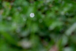 Blurry and small bokeh, green background photo