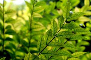 The background of light and dark green leaves blends with nature, looking comfortable to the eyes. photo