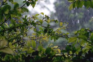 The rain is falling heavily on the trees. photo