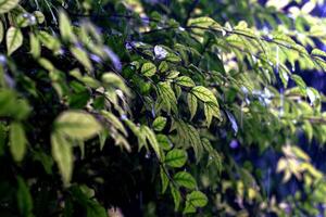 The leaves of the jasmine tree are being rained on. photo