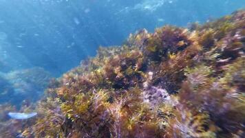 snorkeling underwater in the sea between reefs with fish, jellyfish and algae on the seabed video
