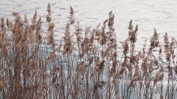 dry reed swinging in the wind in the spring on the background of the river video