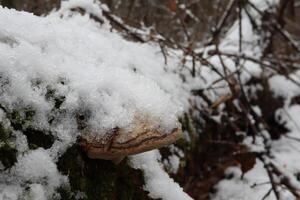 Polyporus fomentarius in early winter, flat fungi photo