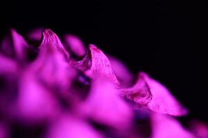 Pine cone in close-up on a black background, macro photography, pink and black photo