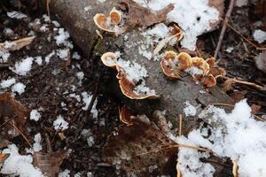 Fungus on a moss tree in the winter forest, first snow in the woods photo