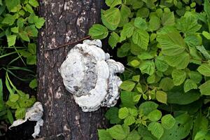 big old fungus on the tree, summer green forest atmosphere photo