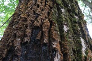 tree covered with moss,summer forest atmosphere photo
