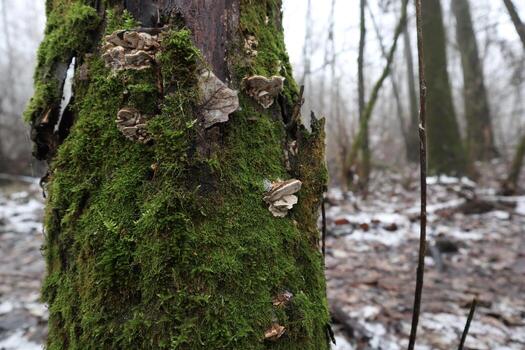 tree covered with moss, winter forest atmosphere, first snow photo