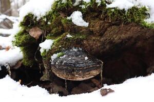 Polyporus fomentarius in early winter, winter mushrooms photo