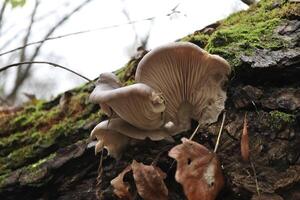 oyster mushrooms in the autumn forest, moss in the woods photo