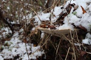 Polyporus fomentarius in early winter, flat fungi photo