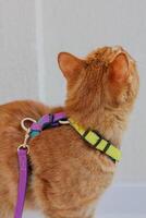 A curious orange cat wearing a colorful harness while exploring indoors in soft lighting photo