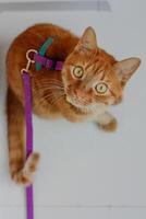 Orange cat on a leash exploring indoors, with curious gaze and vibrant collar photo