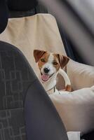 Happy dog enjoying a ride in the car on a sunny day, looking back at the camera photo