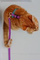 Orange cat on a leash exploring indoors during a sunny afternoon photo
