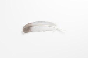 Beautiful feather on white background, natural bird feathers isolated on a white background, Single feather isolated on a light background. photo