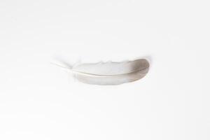 Beautiful feather on white background, natural bird feathers isolated on a white background, Single feather isolated on a light background. photo