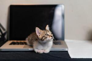 Curious Tabby Kitten on Laptop photo